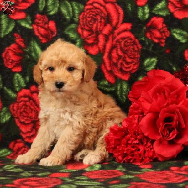 Billy, Mini Goldendoodle Puppy